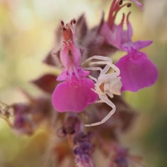 Teucrium marum
