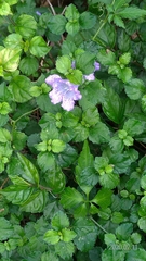 Strobilanthes rankanensis