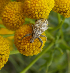Cyphocleonus dealbatus