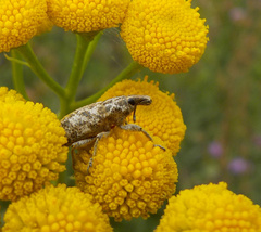 Cyphocleonus dealbatus
