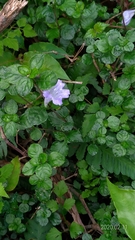 Strobilanthes rankanensis