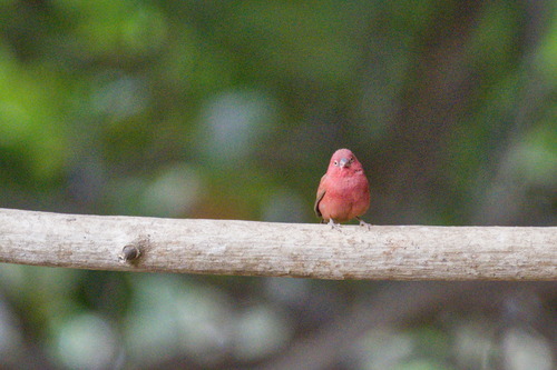 Red-billed Firefinch (Lagonosticta senegala)