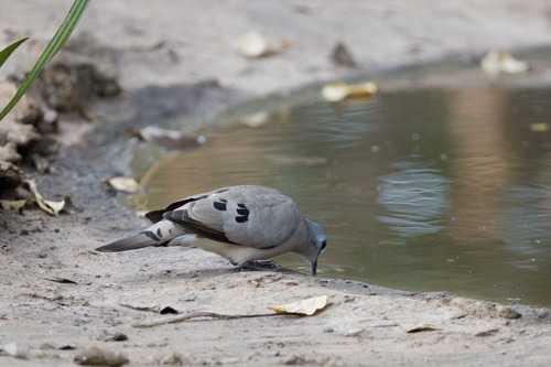 Black-billed Wood Dove (Turtur abyssinicus), photo 5