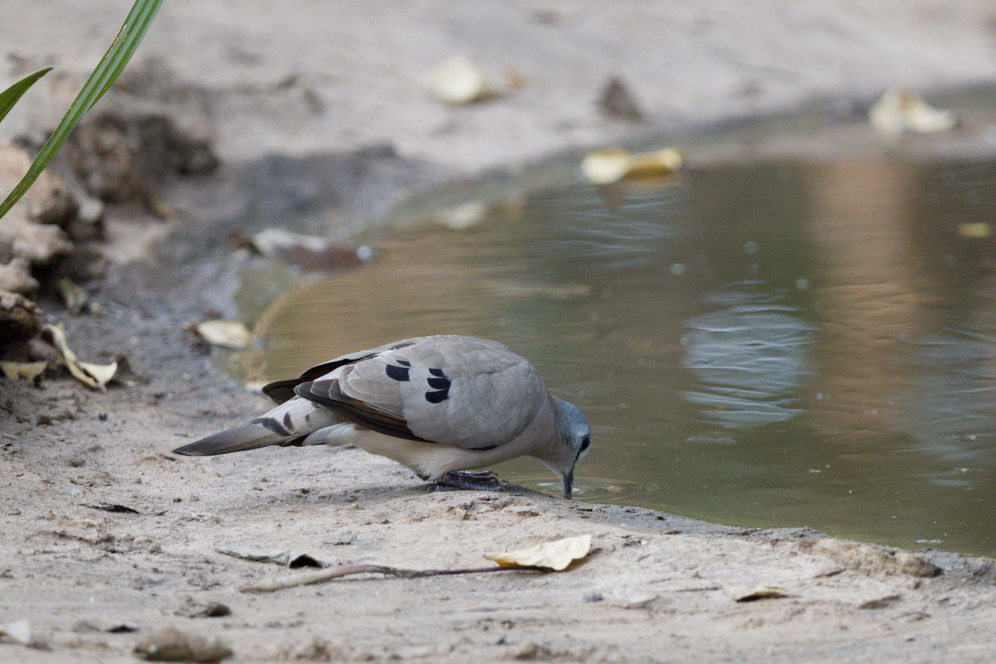Black-billed Wood Dove (Turtur abyssinicus), photo 3