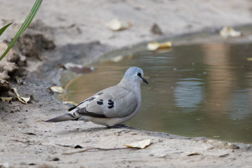 Black-billed Wood Dove (Turtur abyssinicus), photo 6