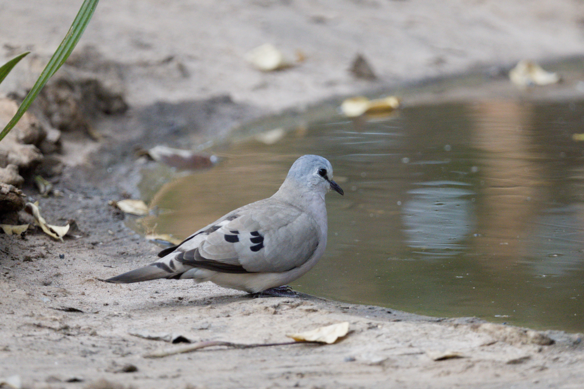 Black-billed Wood Dove (Turtur abyssinicus), photo 4