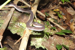 Asthenodipsas laevis