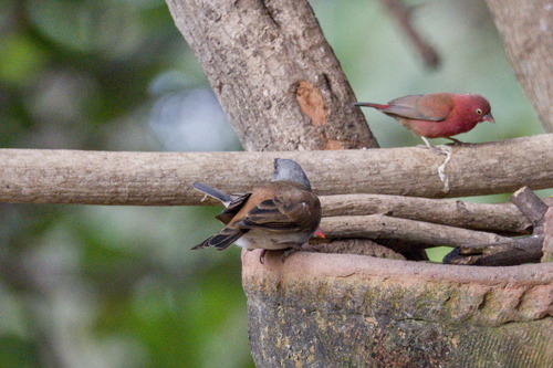 Northern Grey-headed Sparrow (Passer griseus), photo 2