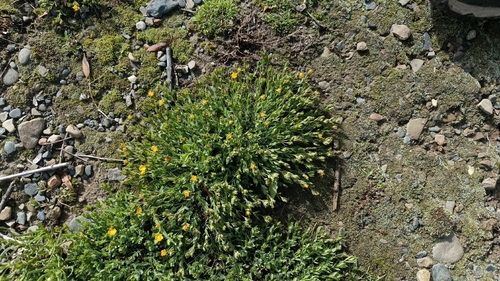 Hypericum brevistylum (Hypericum brevistylum)