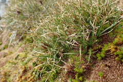 Carex edura