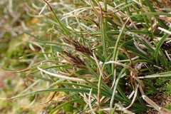 Carex edura