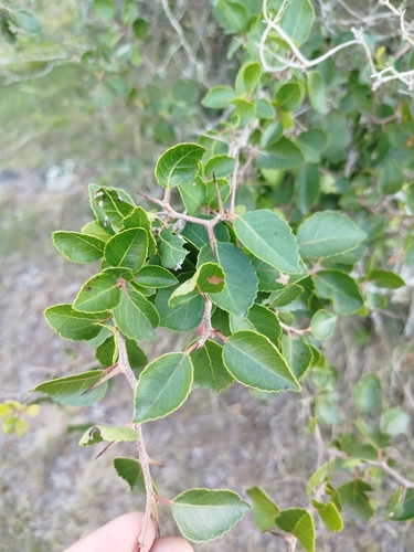 Xylosma tweediana, photograph 4