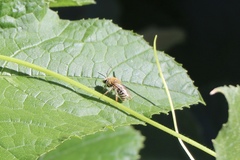 Anthophila