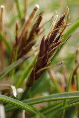 Carex edura