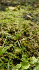 Colobanthus apetalus