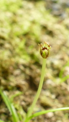 Colobanthus apetalus