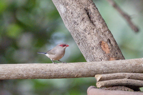 Black-rumped Waxbill (Estrilda troglodytes), photo 9