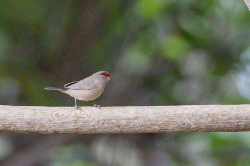 Black-rumped Waxbill (Estrilda troglodytes), photo 10