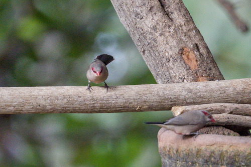 Black-rumped Waxbill (Estrilda troglodytes), photo 8