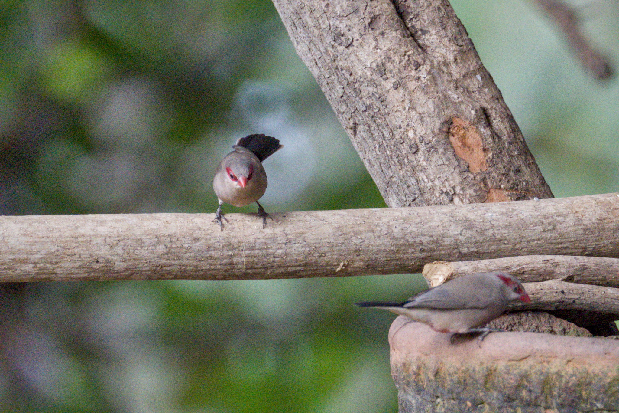 Black-rumped Waxbill (Estrilda troglodytes), photo 10
