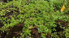 Callitriche aucklandica