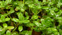 Callitriche aucklandica