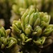 Lycophytes - Photo (c) Alex Fergus, some rights reserved (CC BY-NC), uploaded by Alex Fergus