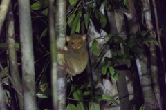 Cephalopachus bancanus borneanus