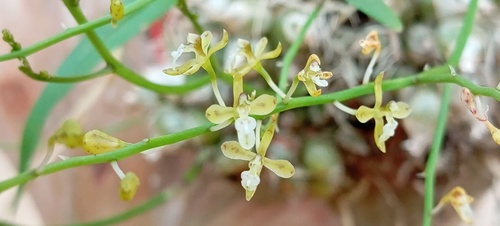 Acriopsis indica