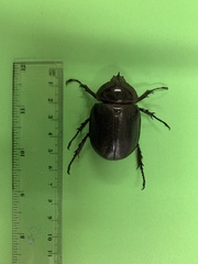 Haploscapanes barbarossa