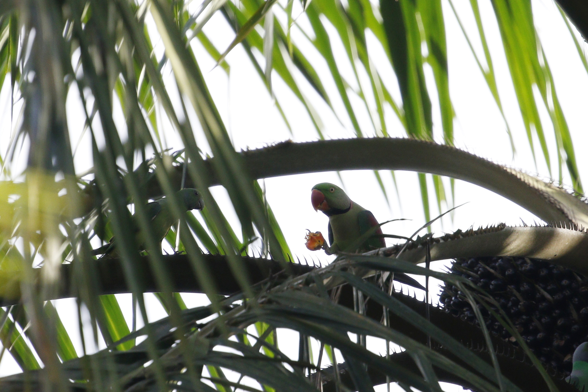 Alexandrine Parakeet (Psittacula eupatria), photo 9