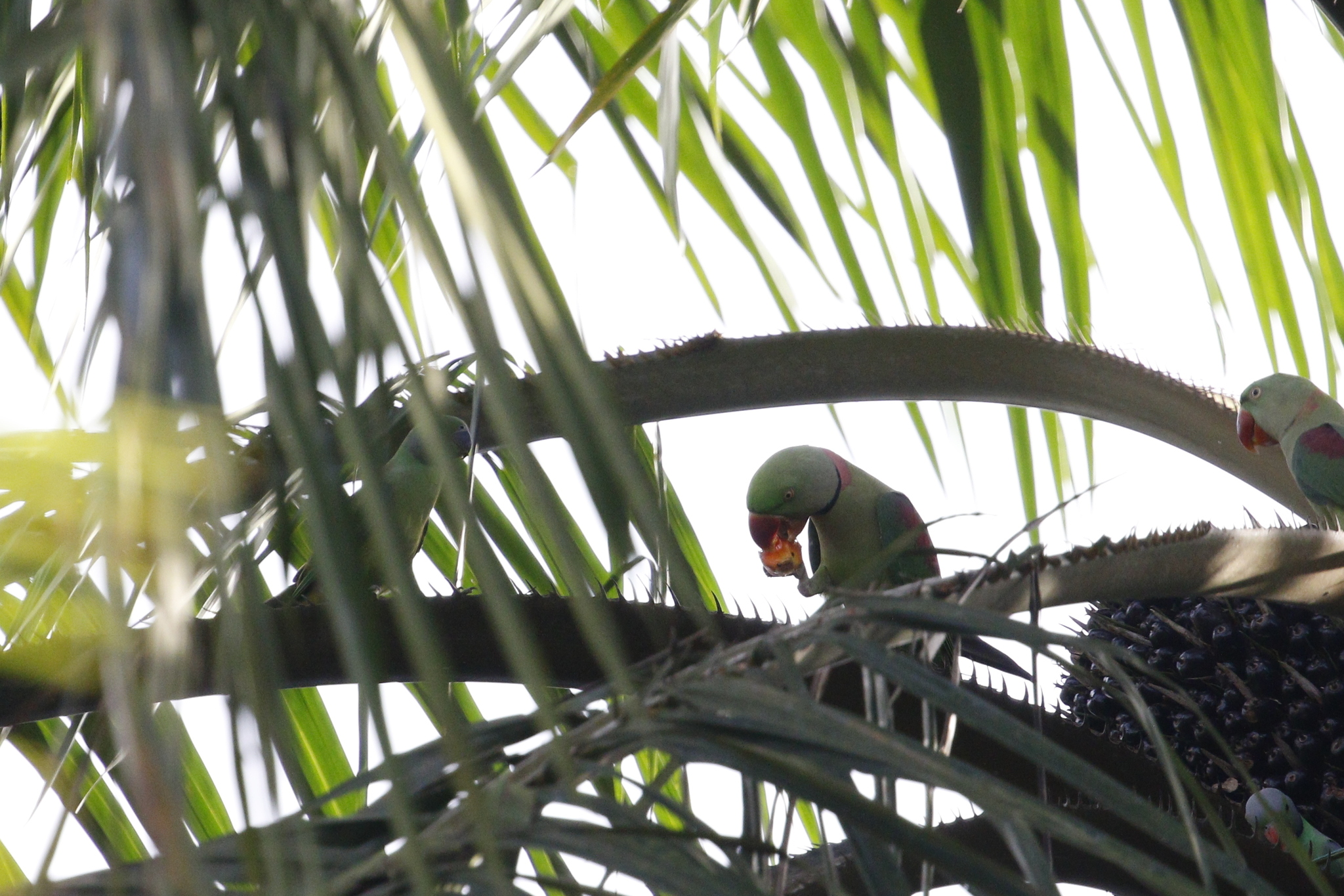 Alexandrine Parakeet (Psittacula eupatria), photo 10