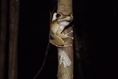 Polypedates colletti