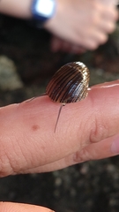 Nerita balteata