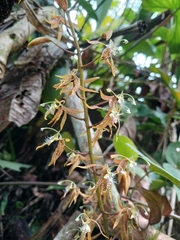 None known (Polycycnis muscifera)