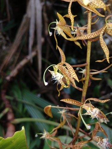 Polycycnis muscifera, photograph 1