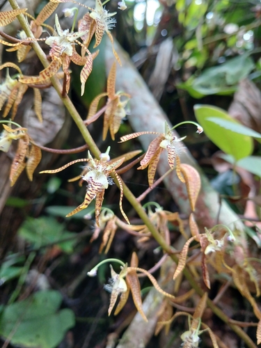 Polycycnis muscifera, photograph 2