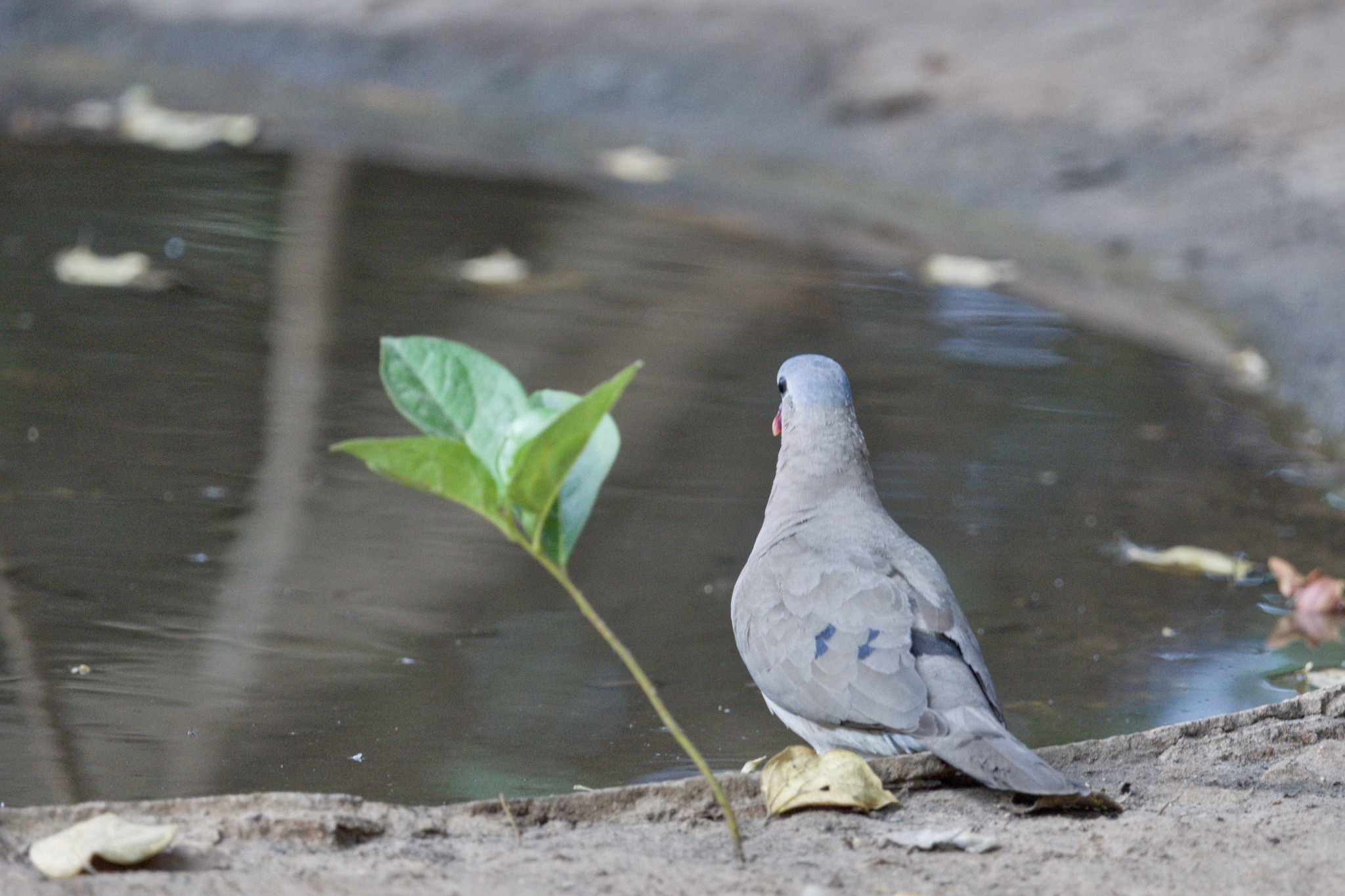 Blue-spotted Wood Dove (Turtur afer), photo 5