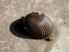 Nerita balteata