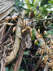 Polycycnis muscifera, photograph (c) Samuel Peláez Vélez, some rights reserved (CC BY)