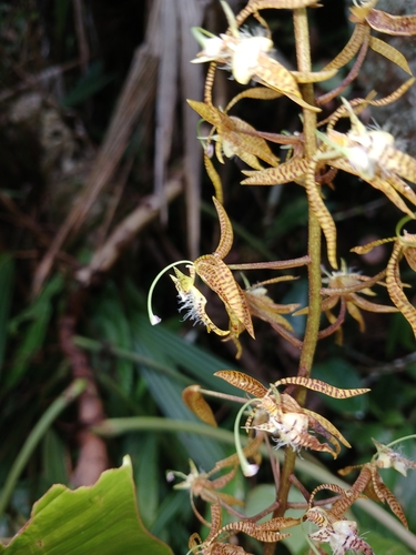 Polycycnis muscifera, photograph 4