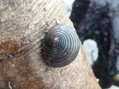 Nerita balteata