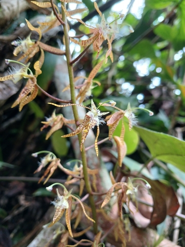 Polycycnis muscifera, photograph 5