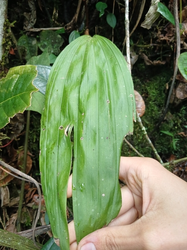Polycycnis muscifera, photograph 6