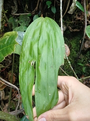 Polycycnis muscifera, photograph (c) Samuel Peláez Vélez, some rights reserved (CC BY)
