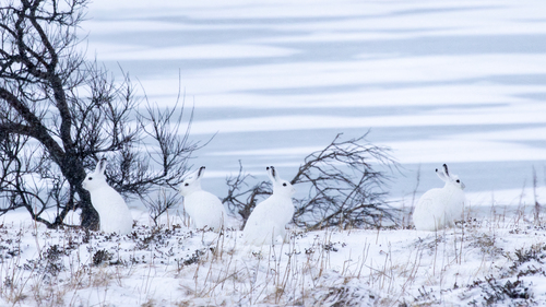 Mountain Hare (Lepus timidus)