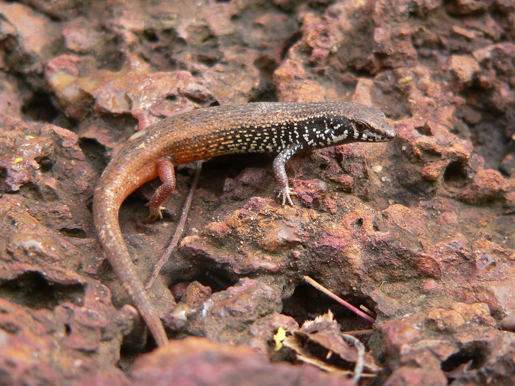 Ruwenzori Lidless Skink