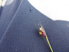 Juncus biglumis