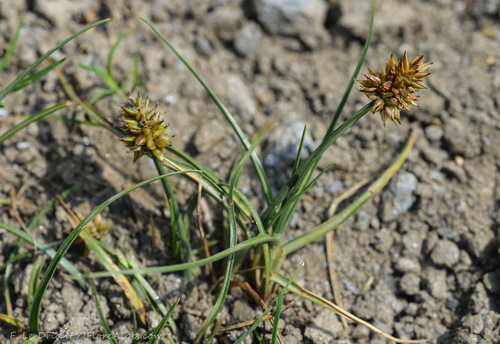 Carex maritima