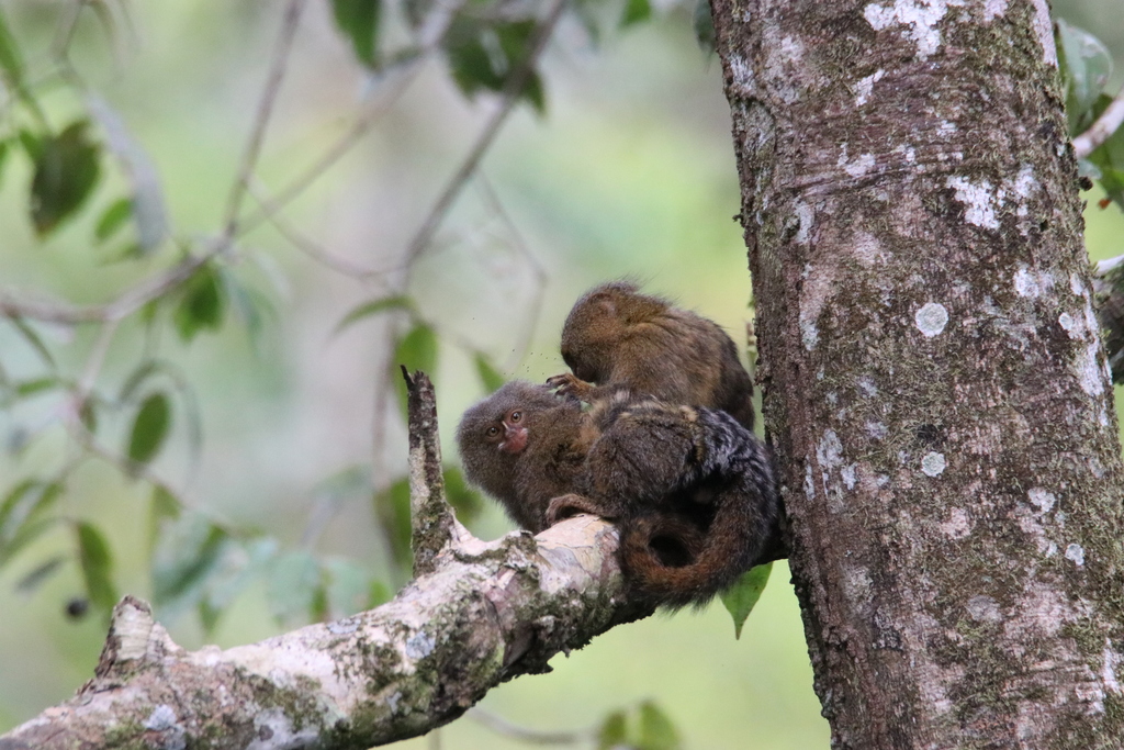 Pygmy Marmoset